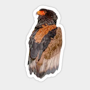 A Falconers Bateleur Eagle Sticker